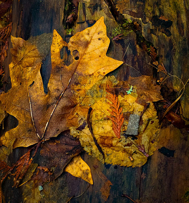&quot;Earth knows no desolation. She smells regeneration in the moist breath of decay.&quot; ~ George Meredith
Leaves and other debris on a tree trunk

Cowen Park, Seattle, Washington