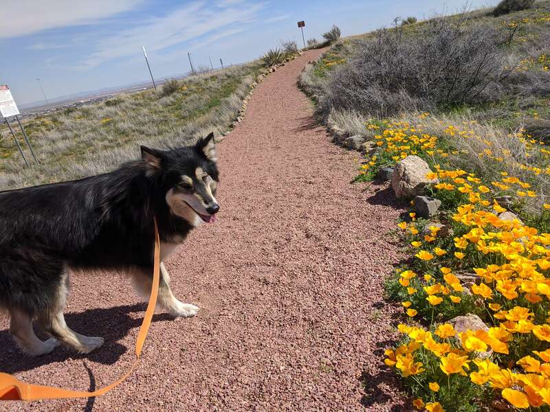 Dog meets poppies 2020