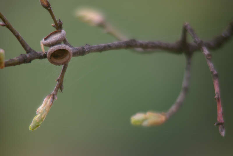 Quercus nigra beginning to flower, with the previous year's cupules still attached. Taken 2012-03-14