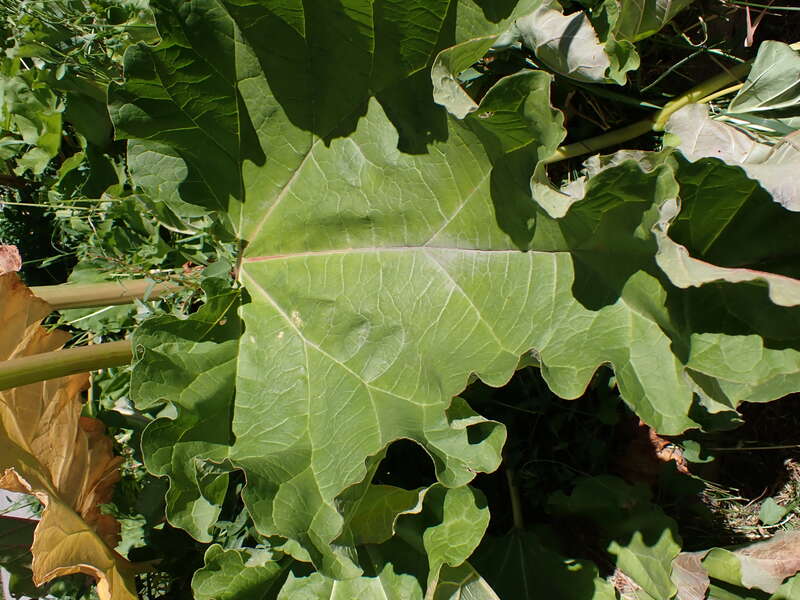 Rhubarb left to produce fruiting stems along West Arthur Street, Bozeman, Gallatin County, Montana. Leafy stems stood over 1.5 m tall, which likely diminished the abundance of basal leaves that survived into mid summer.