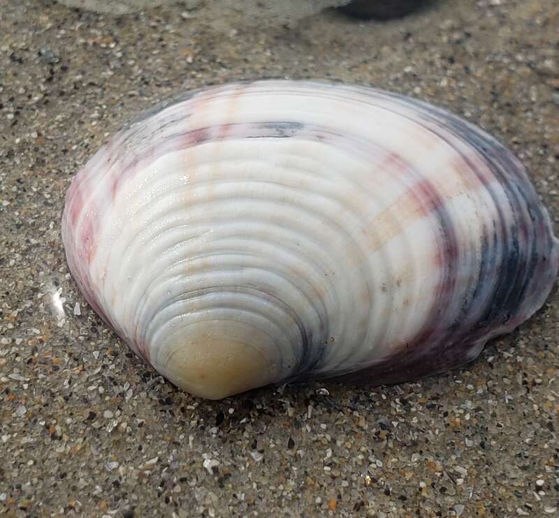 Clipped Semele (Semele decisa). Species of mollusc.