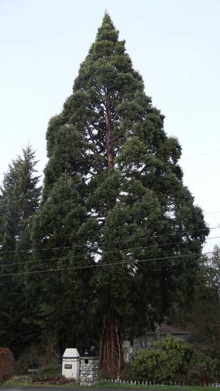 Went out for a New Years Day walk to find Sequoia trees in my town, saw three big ones. They are not native, but seem to thrive.
s010113 058