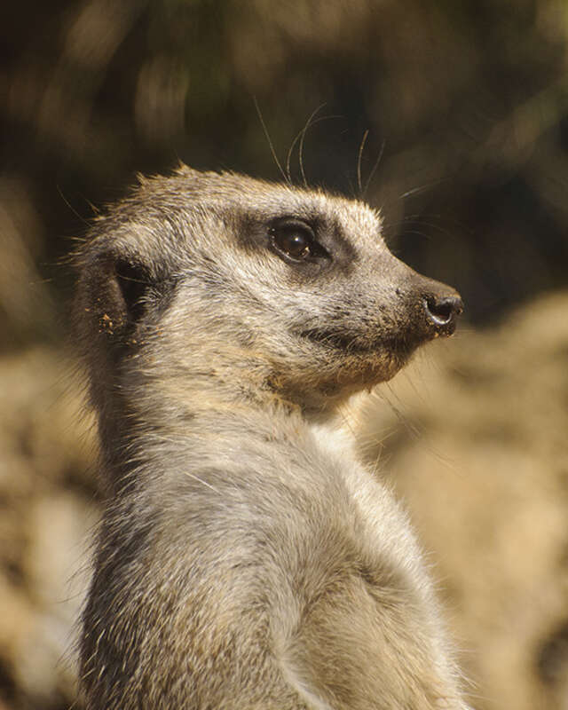 Meerkat standing at attention at Houston Zoo