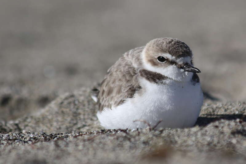 Snowy Plover
Pacifica State Beach

November 2010