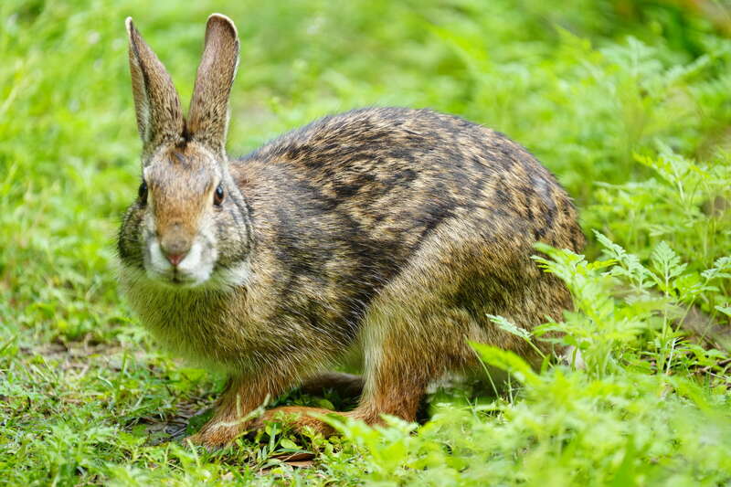 Swamp Rabbit (Sylvilagus aquaticus) in the United States