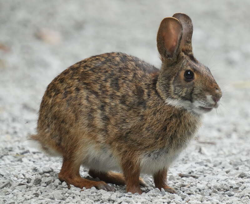 Swamp Rabbit (Sylvilagus aquaticus) in the United States