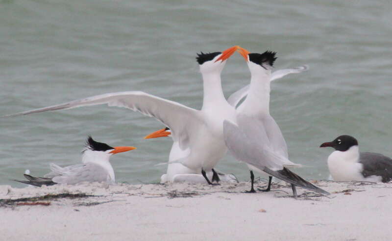 Royal Terns (center and left) and a Laughing Gull (right)