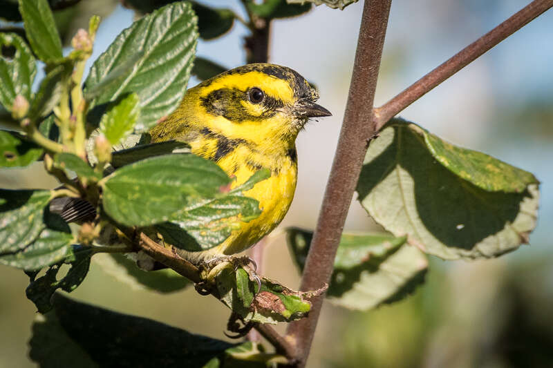 Meeker Slough, Richmond, CA