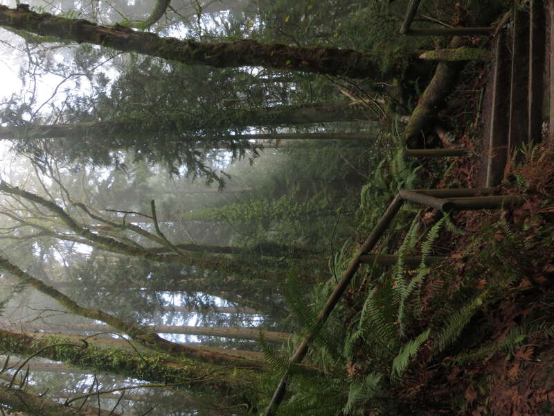 Priest Point Park, Olympia, Washington.
Hiking trail view.