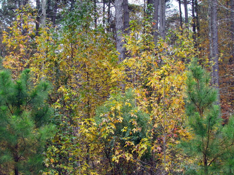 Umstead SP NC IMG_9262