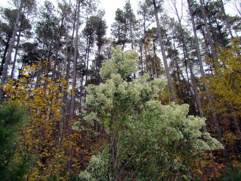 Umstead SP NC IMG_9263