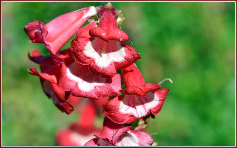 500px provided description: Foxes probably need some gloves these past few days, it's been cold for So Cal. Finally some rain coming our way soon. [#flowers ,#red ,#winter ,#color ,#macro ,#flower ,#bokeh ,#close up ,#foxgloves]