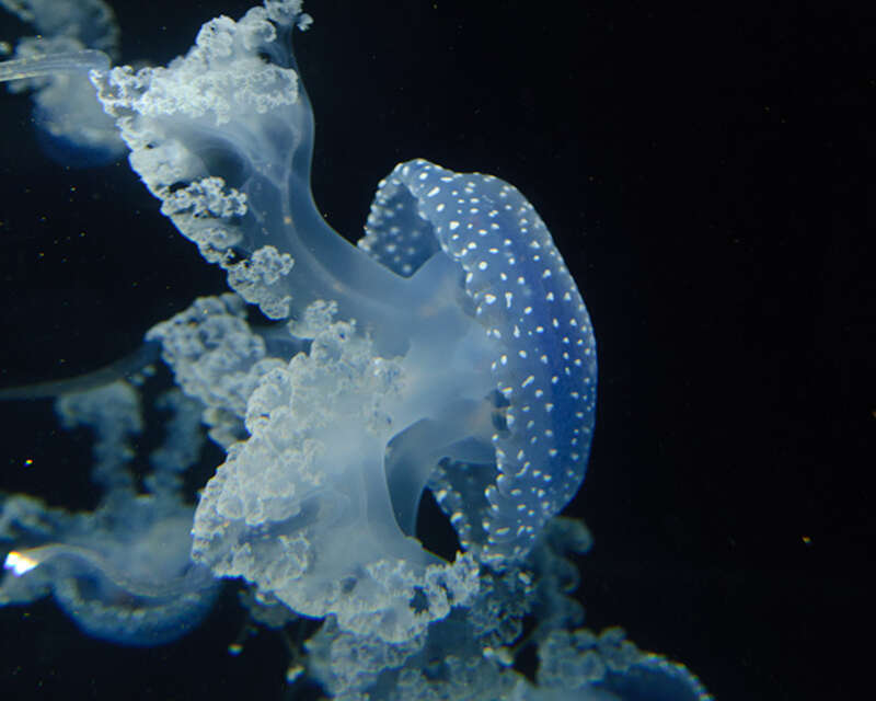Jellyfish at the Houston Zoo