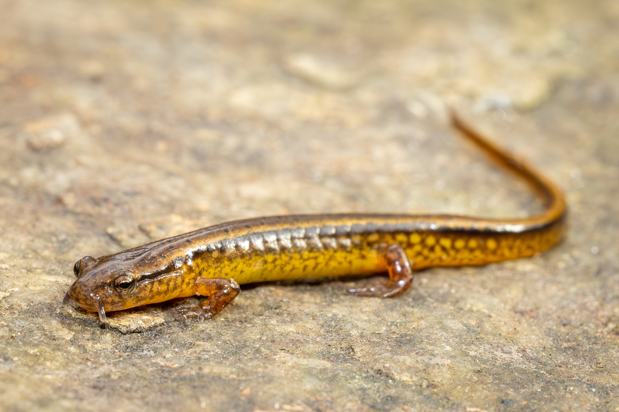 Southern Two-lined Salamander (Eurycea cirrigera)