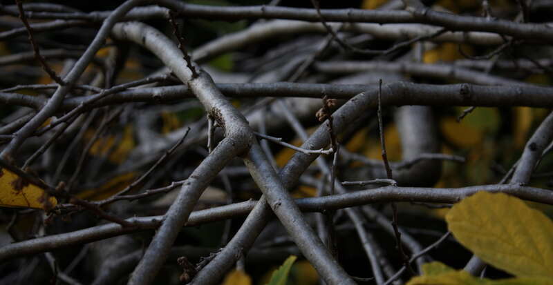 Fall Foliage Folio 4-9