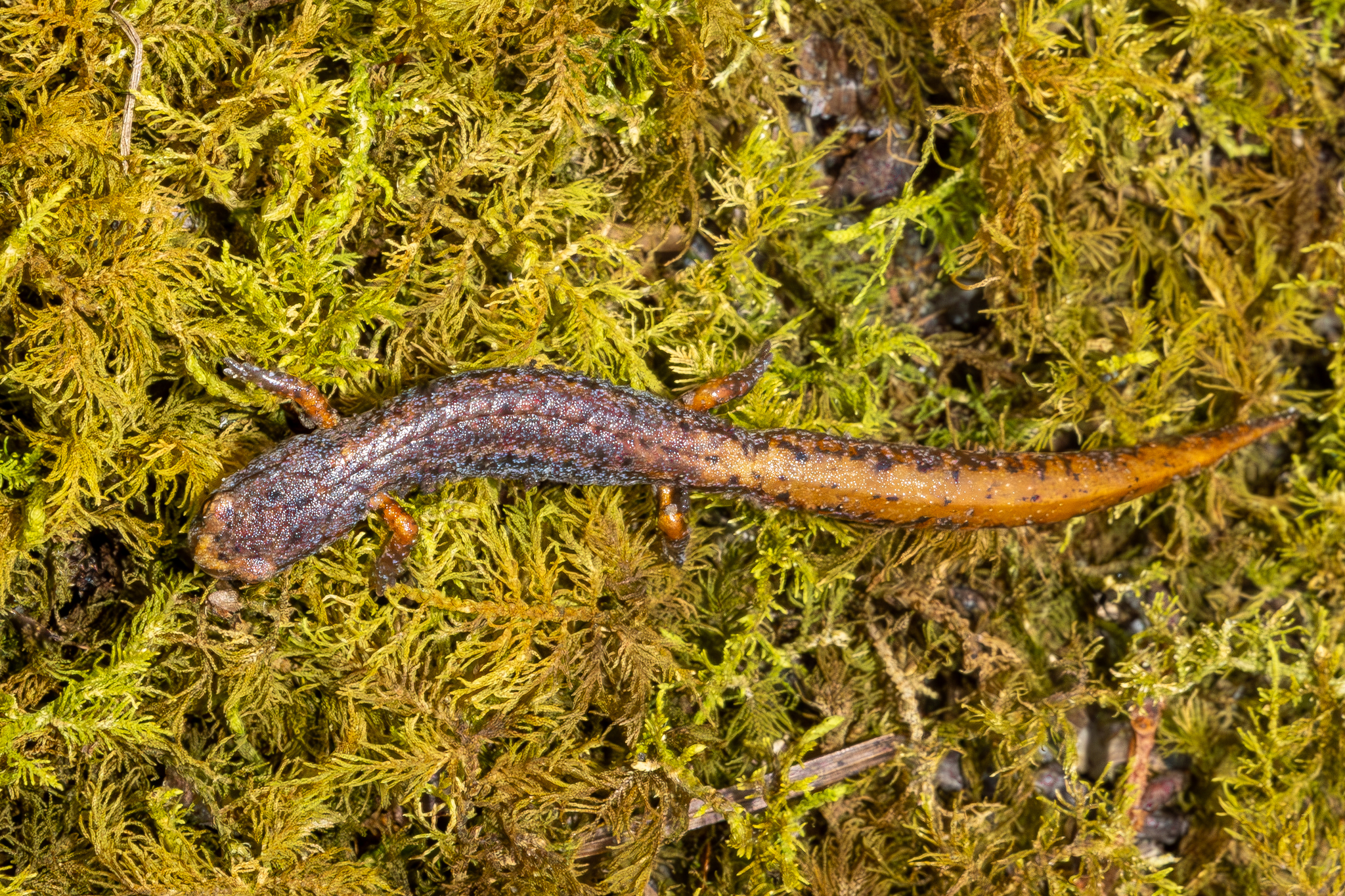 Four-toed Salamander (Hemidactylium scutatum)