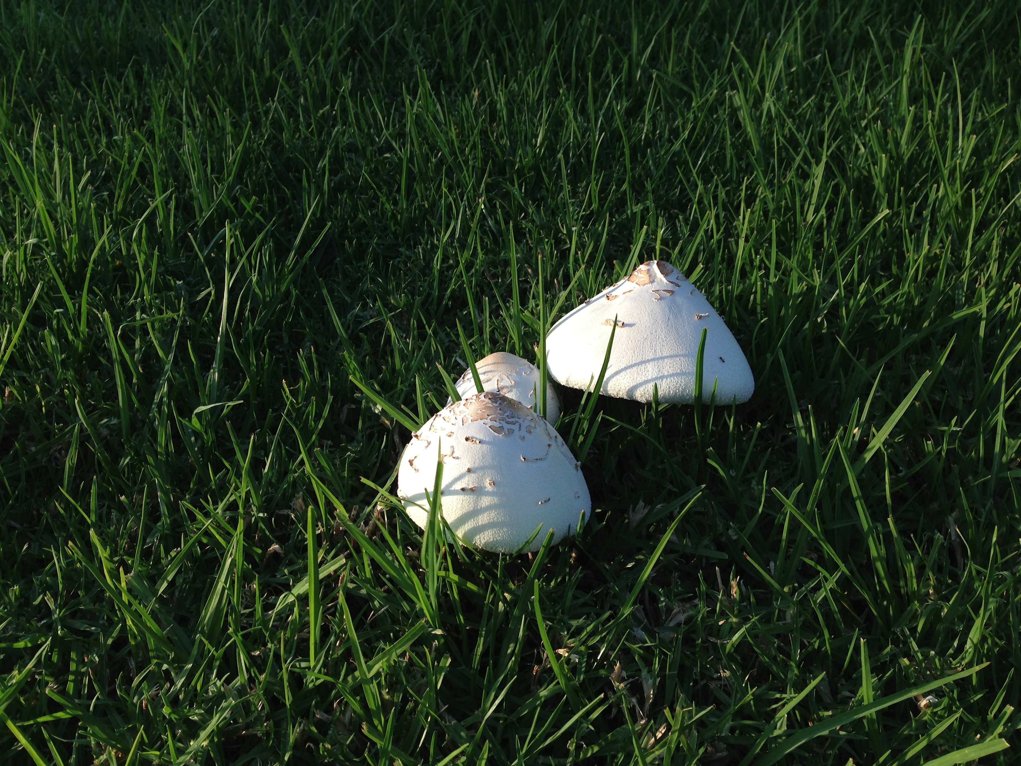 Mushrooms