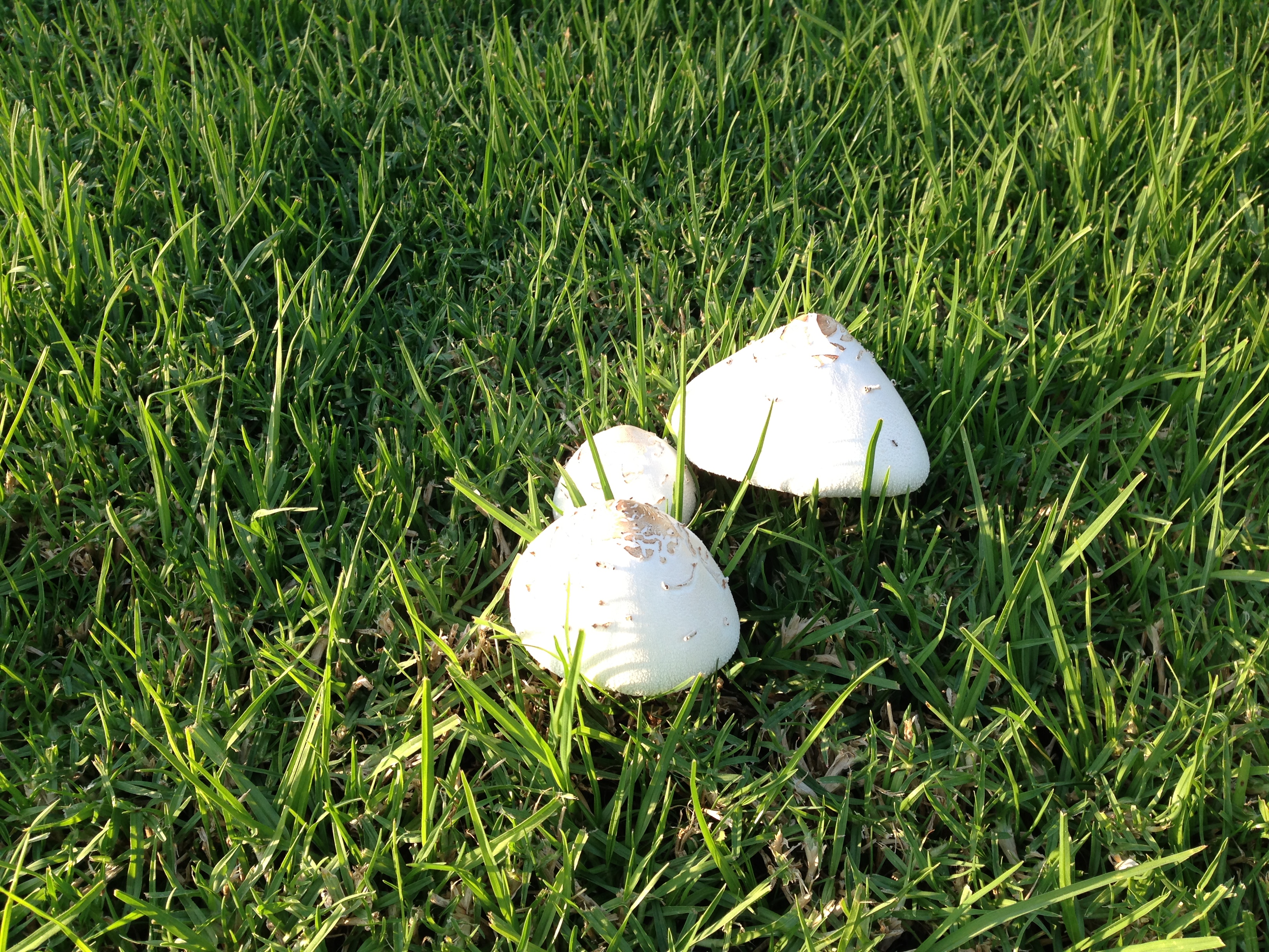Mushrooms
