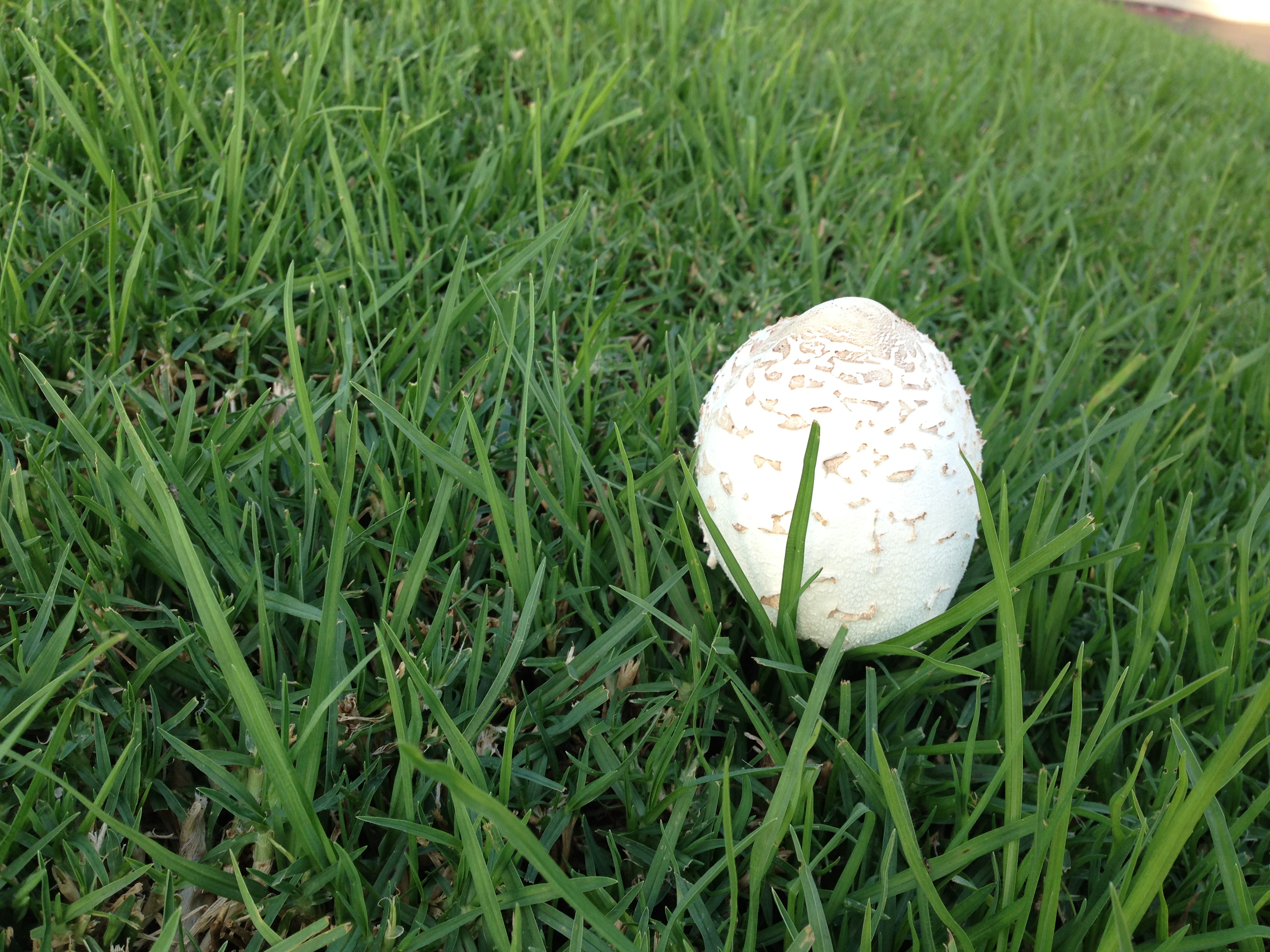 Mushrooms