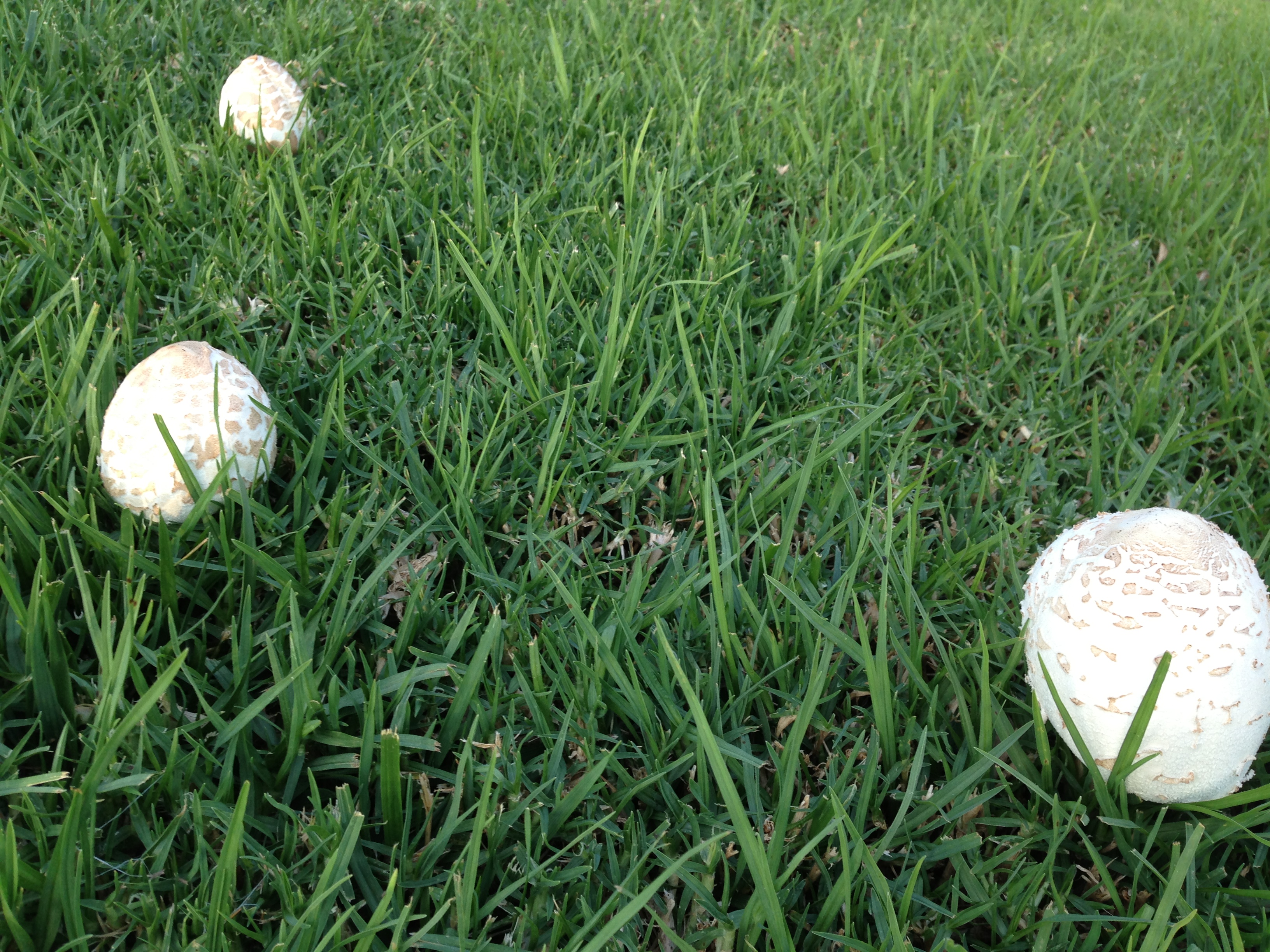 Mushrooms