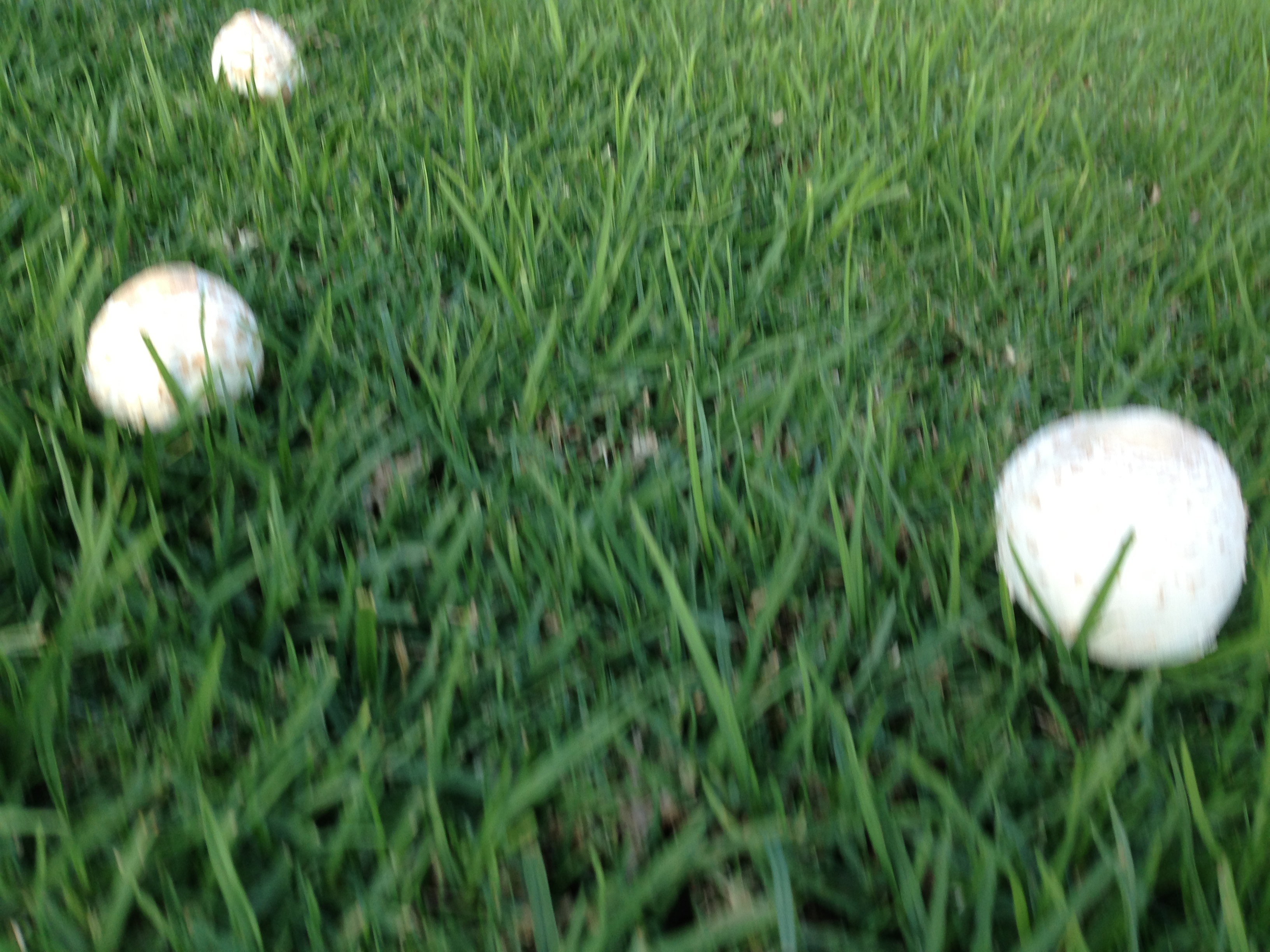 Mushrooms