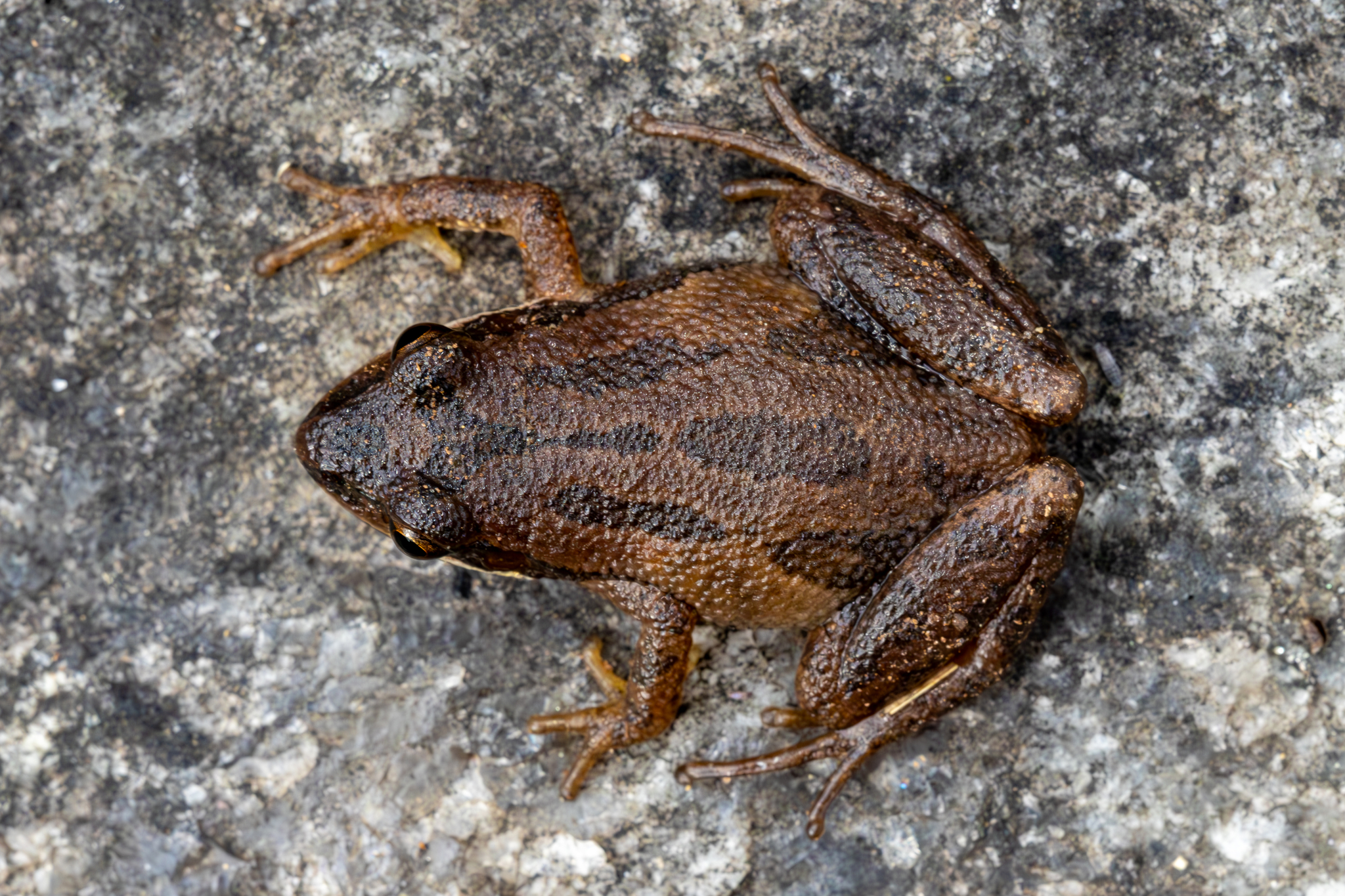 Upland Chorus Frog (Pseudacris feriarum)