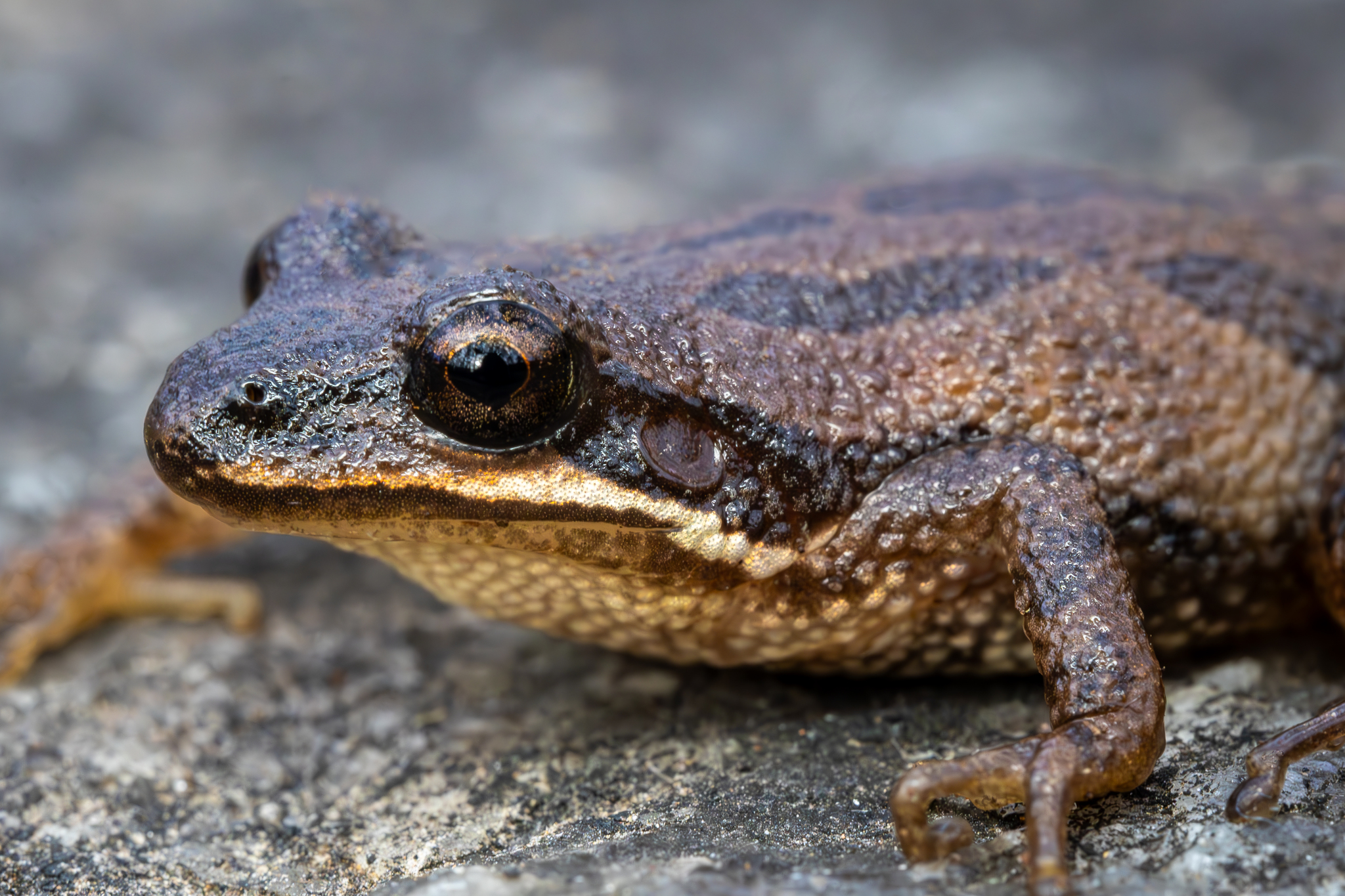 Upland Chorus Frog (Pseudacris feriarum)
