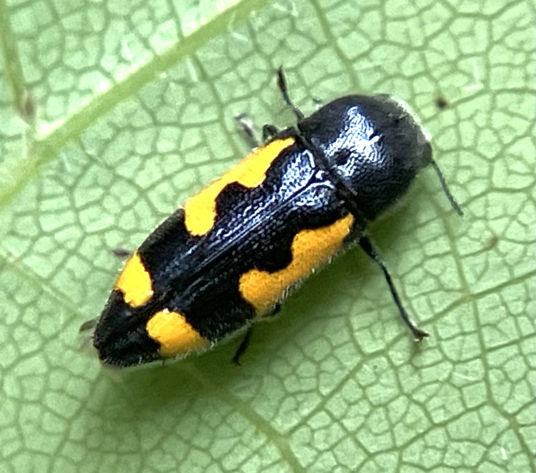 Redbud Borer (Ptosima gibbicollis) in the United States
