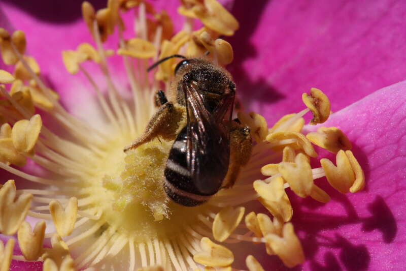 Dwarf Rose, Wood Rose; Unidentified Hymenoptera