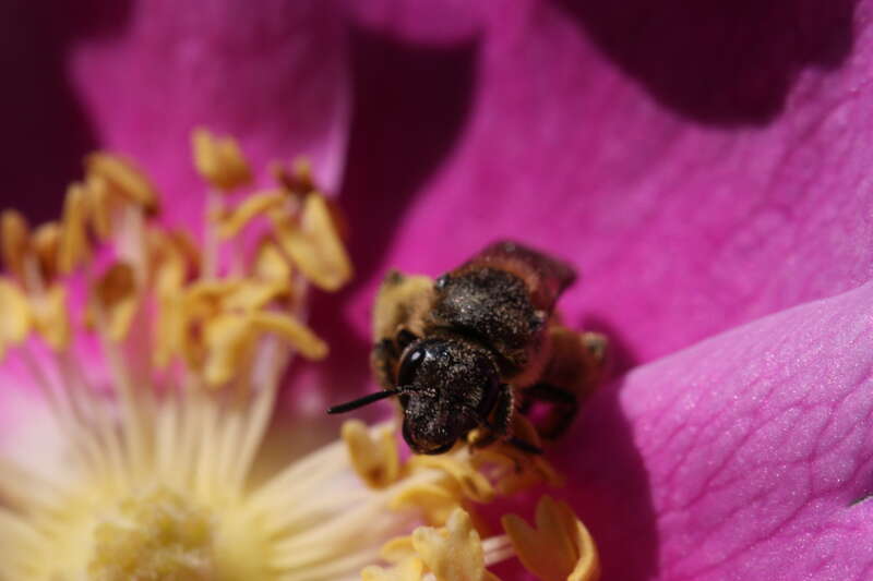Dwarf Rose, Wood Rose; Unidentified Hymenoptera