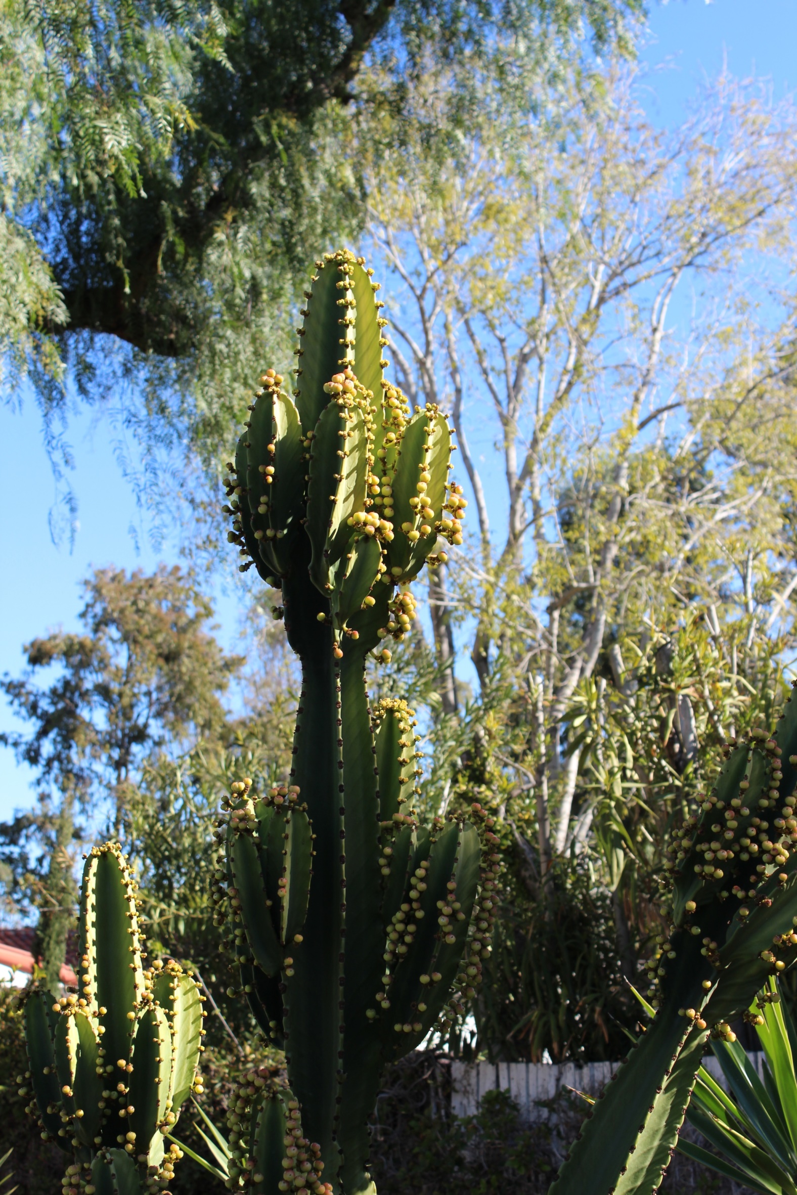 San Diego, CA USA - Mission San Diego de Alcala  * 1769 *
