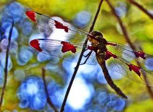 ? Explore Jul 18, 2008.
I love - love - love - love the bokeh in this photo. 
This little guy (although he was actually fairly large, maybe 4 or 5 inch wingspan) clung to this twig for - seriously - 15'ish minutes. I had my camera nearly a foot away