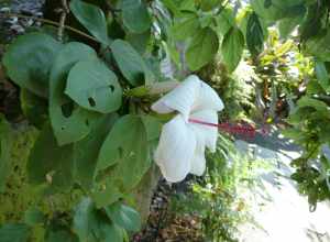 Koki'o ke'oke'o, Hibiscus arnottianus at Foster Botanical Garden in Honolulu. This is endimic to Hawaii and ae supposed to be the only fragrant hibiscus. H. waimeae have the same Hawaiian name, and are supposed to be very similar, with flower petals