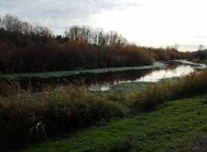 The Mercer Slough, about a mile upstream from its terminus at Lake Washington