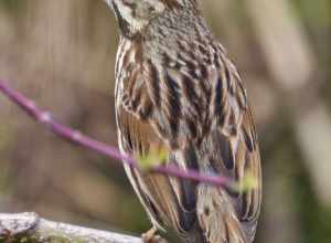 photo of a song sparrow at Canoe Meadows Wildlife Sanctuary, Pittsfield, Massachusetts