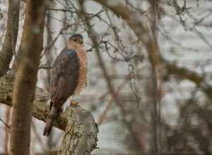 Sharp-shinned Hawk Accipiter striatus, adult, Schaumburg, Illinois, USA