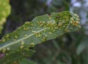 Leaf galls on Salix laevigata caused by Western Red Willow Mites (Aculus laevigatae), a species of arachnid.