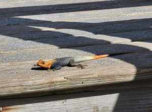 Peters's Rock Agama (Agama picticauda)