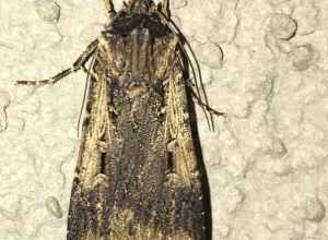 Voluble Dart (Agrotis volubilis), Blue Heron, Seal Beach, California, United States