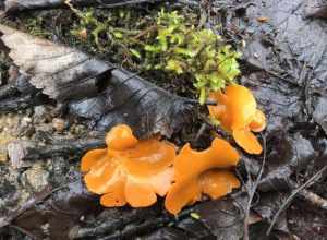 orange peel fungus (Aleuria aurantia)