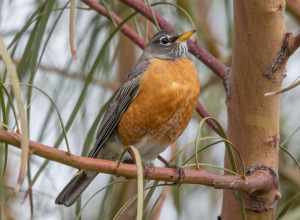American Robin