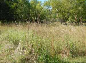 Andropogon gerardii (big bluestem), Calamovilfa longifolia (prairie sandreed), Sorghastrum nutans (Indiangrass), and Bromus inermis (smooth brome) are common along roadsides and in relatively undisturbed settings where prairie species are naturally