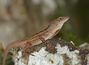 Brown Anole (Anolis sagrei)