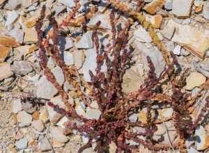 San Diego Coastal-Creeper (Aphanisma blitoides)