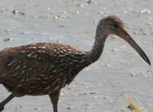 Limpkin