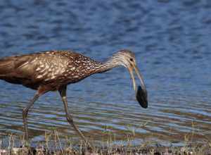 Limpkin, with food