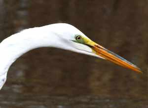 Great Egret at Bombay Hook National Wildlife Refuge, Delaware USA