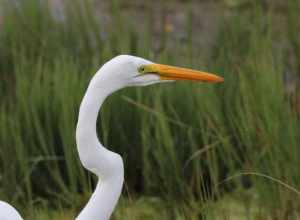 Great Egret