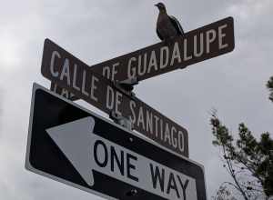 Bird on one way calle