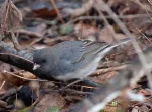 Female Dark-eyed Junco, slate-colored race, Junco hyemalis hyemalis, taken in Urbana, IL